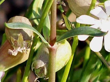 Silene vulgaris